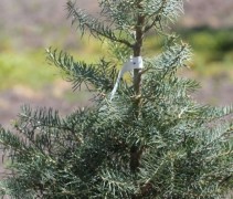 Abies 'Concolor'