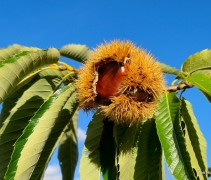 Castanea sativa 'Lyon'