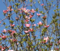 Cornus florida 'Rubra'