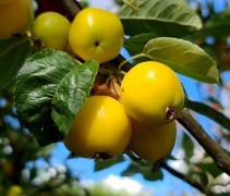 Malus Golden Hornet