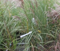 Miscanthus sinensis 'Malepartus'