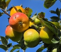 Malus dom. 'Jacques lebel' - Malus dom. 'Jacques lebel' - 3