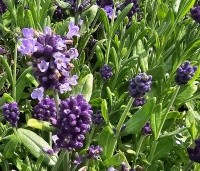 Lavandula angustifolia 'Hidcote' - Lavendel 'Hidcote' - 1