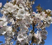 Prunus serrulata 'Sunset Boulevard' - Japanse Sierkers - 2