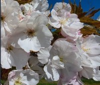 Prunus serrulata 'Sunset Boulevard' - Japanse Sierkers -  7 april 2026