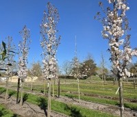 Prunus serrulata 'Sunset Boulevard' - Japanse Sierkers - 1