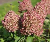 Hydrangea paniculata 'Bobo' - Dwerg Pluimhortensia 'Bobo' - 1