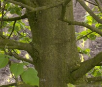 Tilia cordata 'Böhlje' / stam Winterlinde 'Böhlje'