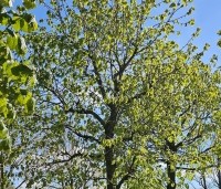 Tilia platyphyllos - Zomerlinde - 1