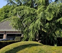Cedrus deodara - Himalayaceder - 2