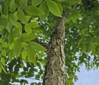Gymnocladus dioica - Doodsbeenderenboom - 1