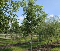 Juglans regia 'Broadview'  - Walnoot 'Broadview' - 1