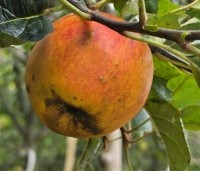 Malus dom 'Alkmene' - Appel 'Alkmene' - 2