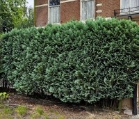 Chamaecyparis lawsoniana 'Columnaris' - Blauwe Californische cypres - 5