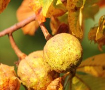 Aesculus hippocastanum vrucht