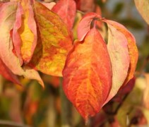 Grootbloemige kornoelje bladeren in de herfst kleuren