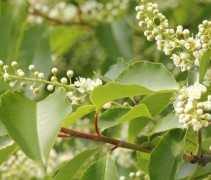 Prunus lusitanica