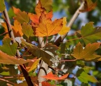 Acer rubrum 'Brandywine' - Acer rubrum 'Brandywine' - 2