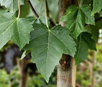 Acer rubrum 'Brandywine' - Acer rubrum 'Brandywine' - zomerblad