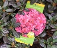 Rhododendron aj  'Melina' - Japanse azalea  'Melina' - 1