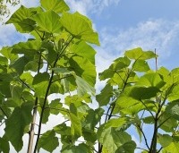 Paulownia tomentosa 'Hulsdonk' - Anna Paulownaboom 'Hulsdonk' - 1