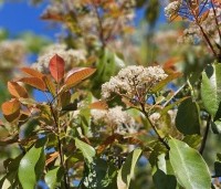 Photinia fraseri 'Camilvy' - Glansmispel 'Camilvy' - 1