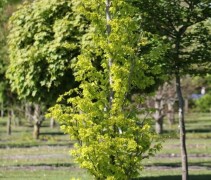 Beuk 'Rohan Gold', Fagus sylvatica 'Rohan Gold' kopen