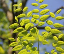 Gymnocladys Dioica