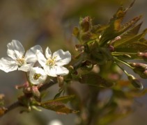 Prunus Avium