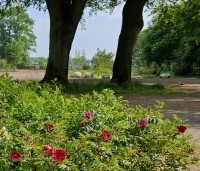 Rosa rugosa - Japanse Bottelroos - 4  Veredelde soorten van Rosa Rugosa in perkje zomer 2023