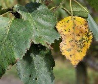 Betula utilis 'Doorenbos' - Himalayaberk - 3