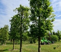 Carpinus betulus 'Fastigiata' - Haagbeuk 'Fastigiata' - Perceel Beek 2022