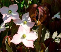 Cornus kousa 'Cappucino'