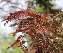 Gleditsia Ruby lace / Valse Christusdoorn 'Rubylace' tak