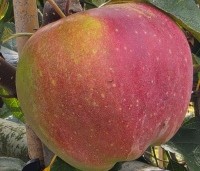 Malus dom. 'Gloster' - Malus dom. 'Gloster' - 1