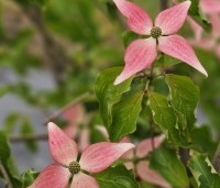 Cornus kousa 'Scarlet Fire' - Japanse kornoelje - 1