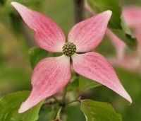 Cornus kousa 'Scarlet Fire' - Japanse kornoelje - 2