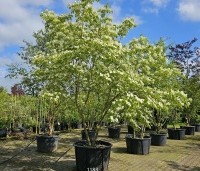 Cornus 'Norman Hadden' - Japanse grootbloemige kornoelje 'Norman Hadden' - 1