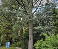 Cedrus libani 'Glauca' - Blauwe Ceder - 3