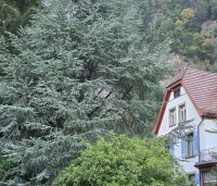 Cedrus libani 'Glauca' - Blauwe Ceder - 2