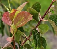 Heptacodium miconioides - Zevenzonenboom - 2