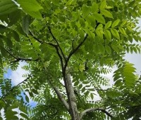 Juglans nigra - Zwarte Notenboom - 2