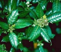 Ilex 'Nellie R. Stevens'