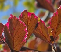 Fagus sylvatica 'Purpurea Tricolor' - Bonte rode beuk - 2