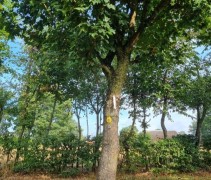 acer campestre