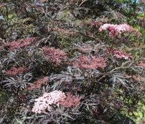 Gewone vlier 'Black Lace' in volle bloei