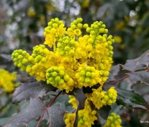 Mahonia