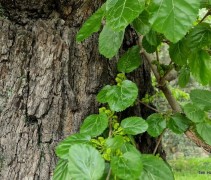 Morus Nigra
