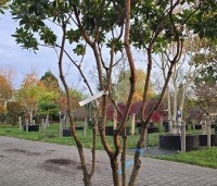 Arbutus unedo - Aardbeiboom - 1