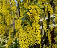 Laburnum wat. 'Vossii' - Goudenregen - 6